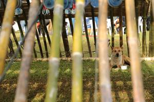 BIB: 
                            <button type="button" onclick="openModal(16026906)" class="btn btn-primary btn-sm float-right btn-popup" data-toggle="modal" data-target=".modal-high-quality">
                        <i class="fas fa-shopping-cart"></i> Add to Cart
                    </button>
                                            <button type="button" onclick="isThisMe(16026906, true)" class="btn btn-success btn-sm float-right btn-popup btn-isme hidden" data-toggle="tooltip" data-placement="bottom" title="นี่คือรูปของคุณใช่ไหม คลิกที่นี่เพื่อเอาเข้าอัลบั้ม">
                        <i class="fas fa-plus"></i> Add to album
                    </button>
                    <button type="button" onclick="isThisMe(16026906, false)" class="btn btn-warning btn-sm float-right btn-popup btn-isnotme hidden">
                        <i class="fas fa-ban"></i> Remove from album
                    </button>