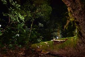 BIB: 
                            <button type="button" onclick="openModal(15962846)" class="btn btn-primary btn-sm float-right btn-popup" data-toggle="modal" data-target=".modal-high-quality">
                        <i class="fas fa-shopping-cart"></i> Add to Cart
                    </button>
                                            <button type="button" onclick="isThisMe(15962846, true)" class="btn btn-success btn-sm float-right btn-popup btn-isme hidden" data-toggle="tooltip" data-placement="bottom" title="นี่คือรูปของคุณใช่ไหม คลิกที่นี่เพื่อเอาเข้าอัลบั้ม">
                        <i class="fas fa-plus"></i> Add to album
                    </button>
                    <button type="button" onclick="isThisMe(15962846, false)" class="btn btn-warning btn-sm float-right btn-popup btn-isnotme hidden">
                        <i class="fas fa-ban"></i> Remove from album
                    </button>