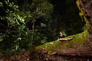 BIB: 
                            <button type="button" onclick="openModal(15962525)" class="btn btn-primary btn-sm float-right btn-popup" data-toggle="modal" data-target=".modal-high-quality">
                        <i class="fas fa-shopping-cart"></i> Add to Cart
                    </button>
                                            <button type="button" onclick="isThisMe(15962525, true)" class="btn btn-success btn-sm float-right btn-popup btn-isme hidden" data-toggle="tooltip" data-placement="bottom" title="นี่คือรูปของคุณใช่ไหม คลิกที่นี่เพื่อเอาเข้าอัลบั้ม">
                        <i class="fas fa-plus"></i> Add to album
                    </button>
                    <button type="button" onclick="isThisMe(15962525, false)" class="btn btn-warning btn-sm float-right btn-popup btn-isnotme hidden">
                        <i class="fas fa-ban"></i> Remove from album
                    </button>