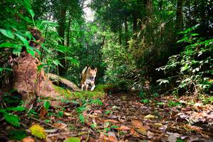 BIB: 
                            <button type="button" onclick="openModal(15914126)" class="btn btn-primary btn-sm float-right btn-popup" data-toggle="modal" data-target=".modal-high-quality">
                        <i class="fas fa-shopping-cart"></i> Add to Cart
                    </button>
                                            <button type="button" onclick="isThisMe(15914126, true)" class="btn btn-success btn-sm float-right btn-popup btn-isme hidden" data-toggle="tooltip" data-placement="bottom" title="นี่คือรูปของคุณใช่ไหม คลิกที่นี่เพื่อเอาเข้าอัลบั้ม">
                        <i class="fas fa-plus"></i> Add to album
                    </button>
                    <button type="button" onclick="isThisMe(15914126, false)" class="btn btn-warning btn-sm float-right btn-popup btn-isnotme hidden">
                        <i class="fas fa-ban"></i> Remove from album
                    </button>