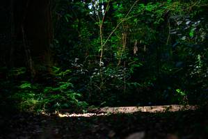 BIB: 
                            <button type="button" onclick="openModal(15914328)" class="btn btn-primary btn-sm float-right btn-popup" data-toggle="modal" data-target=".modal-high-quality">
                        <i class="fas fa-shopping-cart"></i> Add to Cart
                    </button>
                                            <button type="button" onclick="isThisMe(15914328, true)" class="btn btn-success btn-sm float-right btn-popup btn-isme hidden" data-toggle="tooltip" data-placement="bottom" title="นี่คือรูปของคุณใช่ไหม คลิกที่นี่เพื่อเอาเข้าอัลบั้ม">
                        <i class="fas fa-plus"></i> Add to album
                    </button>
                    <button type="button" onclick="isThisMe(15914328, false)" class="btn btn-warning btn-sm float-right btn-popup btn-isnotme hidden">
                        <i class="fas fa-ban"></i> Remove from album
                    </button>