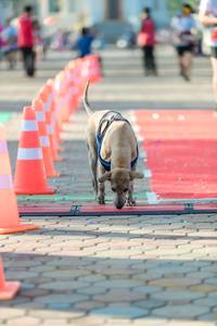 BIB: 
                            <button type="button" onclick="openModal(6562083)" class="btn btn-primary btn-sm float-right btn-popup" data-toggle="modal" data-target=".modal-high-quality">
                        <i class="fas fa-shopping-cart"></i> Add to Cart
                    </button>
                                            <button type="button" onclick="isThisMe(6562083, true)" class="btn btn-success btn-sm float-right btn-popup btn-isme hidden" data-toggle="tooltip" data-placement="bottom" title="นี่คือรูปของคุณใช่ไหม คลิกที่นี่เพื่อเอาเข้าอัลบั้ม">
                        <i class="fas fa-plus"></i> Add to album
                    </button>
                    <button type="button" onclick="isThisMe(6562083, false)" class="btn btn-warning btn-sm float-right btn-popup btn-isnotme hidden">
                        <i class="fas fa-ban"></i> Remove from album
                    </button>