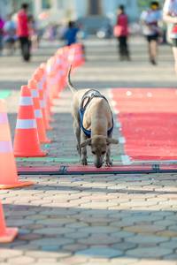 BIB: 
                            <button type="button" onclick="openModal(6562082)" class="btn btn-primary btn-sm float-right btn-popup" data-toggle="modal" data-target=".modal-high-quality">
                        <i class="fas fa-shopping-cart"></i> Add to Cart
                    </button>
                                            <button type="button" onclick="isThisMe(6562082, true)" class="btn btn-success btn-sm float-right btn-popup btn-isme hidden" data-toggle="tooltip" data-placement="bottom" title="นี่คือรูปของคุณใช่ไหม คลิกที่นี่เพื่อเอาเข้าอัลบั้ม">
                        <i class="fas fa-plus"></i> Add to album
                    </button>
                    <button type="button" onclick="isThisMe(6562082, false)" class="btn btn-warning btn-sm float-right btn-popup btn-isnotme hidden">
                        <i class="fas fa-ban"></i> Remove from album
                    </button>