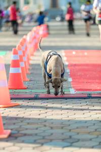 BIB: 
                            <button type="button" onclick="openModal(6562081)" class="btn btn-primary btn-sm float-right btn-popup" data-toggle="modal" data-target=".modal-high-quality">
                        <i class="fas fa-shopping-cart"></i> Add to Cart
                    </button>
                                            <button type="button" onclick="isThisMe(6562081, true)" class="btn btn-success btn-sm float-right btn-popup btn-isme hidden" data-toggle="tooltip" data-placement="bottom" title="นี่คือรูปของคุณใช่ไหม คลิกที่นี่เพื่อเอาเข้าอัลบั้ม">
                        <i class="fas fa-plus"></i> Add to album
                    </button>
                    <button type="button" onclick="isThisMe(6562081, false)" class="btn btn-warning btn-sm float-right btn-popup btn-isnotme hidden">
                        <i class="fas fa-ban"></i> Remove from album
                    </button>