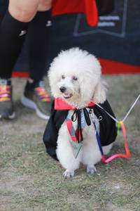 BIB: 
                            <button type="button" onclick="openModal(6505659)" class="btn btn-primary btn-sm float-right btn-popup" data-toggle="modal" data-target=".modal-high-quality">
                        <i class="fas fa-shopping-cart"></i> Add to Cart
                    </button>
                                            <button type="button" onclick="isThisMe(6505659, true)" class="btn btn-success btn-sm float-right btn-popup btn-isme hidden" data-toggle="tooltip" data-placement="bottom" title="นี่คือรูปของคุณใช่ไหม คลิกที่นี่เพื่อเอาเข้าอัลบั้ม">
                        <i class="fas fa-plus"></i> Add to album
                    </button>
                    <button type="button" onclick="isThisMe(6505659, false)" class="btn btn-warning btn-sm float-right btn-popup btn-isnotme hidden">
                        <i class="fas fa-ban"></i> Remove from album
                    </button>