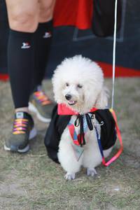 BIB: 
                            <button type="button" onclick="openModal(6505654)" class="btn btn-primary btn-sm float-right btn-popup" data-toggle="modal" data-target=".modal-high-quality">
                        <i class="fas fa-shopping-cart"></i> Add to Cart
                    </button>
                                            <button type="button" onclick="isThisMe(6505654, true)" class="btn btn-success btn-sm float-right btn-popup btn-isme hidden" data-toggle="tooltip" data-placement="bottom" title="นี่คือรูปของคุณใช่ไหม คลิกที่นี่เพื่อเอาเข้าอัลบั้ม">
                        <i class="fas fa-plus"></i> Add to album
                    </button>
                    <button type="button" onclick="isThisMe(6505654, false)" class="btn btn-warning btn-sm float-right btn-popup btn-isnotme hidden">
                        <i class="fas fa-ban"></i> Remove from album
                    </button>