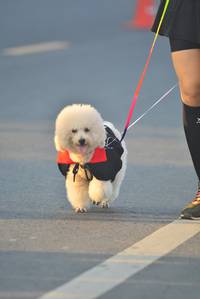 BIB: 
                            <button type="button" onclick="openModal(6417787)" class="btn btn-primary btn-sm float-right btn-popup" data-toggle="modal" data-target=".modal-high-quality">
                        <i class="fas fa-shopping-cart"></i> Add to Cart
                    </button>
                                            <button type="button" onclick="isThisMe(6417787, true)" class="btn btn-success btn-sm float-right btn-popup btn-isme hidden" data-toggle="tooltip" data-placement="bottom" title="นี่คือรูปของคุณใช่ไหม คลิกที่นี่เพื่อเอาเข้าอัลบั้ม">
                        <i class="fas fa-plus"></i> Add to album
                    </button>
                    <button type="button" onclick="isThisMe(6417787, false)" class="btn btn-warning btn-sm float-right btn-popup btn-isnotme hidden">
                        <i class="fas fa-ban"></i> Remove from album
                    </button>