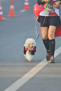 BIB: 6106
                            <button type="button" onclick="openModal(6404581)" class="btn btn-primary btn-sm float-right btn-popup" data-toggle="modal" data-target=".modal-high-quality">
                        <i class="fas fa-shopping-cart"></i> Add to Cart
                    </button>
                                            <button type="button" onclick="isThisMe(6404581, true)" class="btn btn-success btn-sm float-right btn-popup btn-isme hidden" data-toggle="tooltip" data-placement="bottom" title="นี่คือรูปของคุณใช่ไหม คลิกที่นี่เพื่อเอาเข้าอัลบั้ม">
                        <i class="fas fa-plus"></i> Add to album
                    </button>
                    <button type="button" onclick="isThisMe(6404581, false)" class="btn btn-warning btn-sm float-right btn-popup btn-isnotme hidden">
                        <i class="fas fa-ban"></i> Remove from album
                    </button>