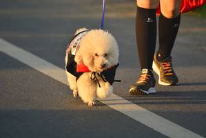 BIB: 
                            <button type="button" onclick="openModal(6418095)" class="btn btn-primary btn-sm float-right btn-popup" data-toggle="modal" data-target=".modal-high-quality">
                        <i class="fas fa-shopping-cart"></i> Add to Cart
                    </button>
                                            <button type="button" onclick="isThisMe(6418095, true)" class="btn btn-success btn-sm float-right btn-popup btn-isme hidden" data-toggle="tooltip" data-placement="bottom" title="นี่คือรูปของคุณใช่ไหม คลิกที่นี่เพื่อเอาเข้าอัลบั้ม">
                        <i class="fas fa-plus"></i> Add to album
                    </button>
                    <button type="button" onclick="isThisMe(6418095, false)" class="btn btn-warning btn-sm float-right btn-popup btn-isnotme hidden">
                        <i class="fas fa-ban"></i> Remove from album
                    </button>