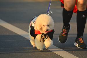 BIB: 
                            <button type="button" onclick="openModal(6418152)" class="btn btn-primary btn-sm float-right btn-popup" data-toggle="modal" data-target=".modal-high-quality">
                        <i class="fas fa-shopping-cart"></i> Add to Cart
                    </button>
                                            <button type="button" onclick="isThisMe(6418152, true)" class="btn btn-success btn-sm float-right btn-popup btn-isme hidden" data-toggle="tooltip" data-placement="bottom" title="นี่คือรูปของคุณใช่ไหม คลิกที่นี่เพื่อเอาเข้าอัลบั้ม">
                        <i class="fas fa-plus"></i> Add to album
                    </button>
                    <button type="button" onclick="isThisMe(6418152, false)" class="btn btn-warning btn-sm float-right btn-popup btn-isnotme hidden">
                        <i class="fas fa-ban"></i> Remove from album
                    </button>