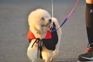 BIB: 
                            <button type="button" onclick="openModal(6417798)" class="btn btn-primary btn-sm float-right btn-popup" data-toggle="modal" data-target=".modal-high-quality">
                        <i class="fas fa-shopping-cart"></i> Add to Cart
                    </button>
                                            <button type="button" onclick="isThisMe(6417798, true)" class="btn btn-success btn-sm float-right btn-popup btn-isme hidden" data-toggle="tooltip" data-placement="bottom" title="นี่คือรูปของคุณใช่ไหม คลิกที่นี่เพื่อเอาเข้าอัลบั้ม">
                        <i class="fas fa-plus"></i> Add to album
                    </button>
                    <button type="button" onclick="isThisMe(6417798, false)" class="btn btn-warning btn-sm float-right btn-popup btn-isnotme hidden">
                        <i class="fas fa-ban"></i> Remove from album
                    </button>