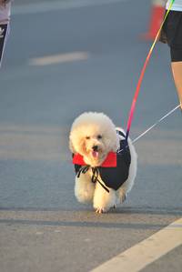 BIB: 
                            <button type="button" onclick="openModal(6417800)" class="btn btn-primary btn-sm float-right btn-popup" data-toggle="modal" data-target=".modal-high-quality">
                        <i class="fas fa-shopping-cart"></i> Add to Cart
                    </button>
                                            <button type="button" onclick="isThisMe(6417800, true)" class="btn btn-success btn-sm float-right btn-popup btn-isme hidden" data-toggle="tooltip" data-placement="bottom" title="นี่คือรูปของคุณใช่ไหม คลิกที่นี่เพื่อเอาเข้าอัลบั้ม">
                        <i class="fas fa-plus"></i> Add to album
                    </button>
                    <button type="button" onclick="isThisMe(6417800, false)" class="btn btn-warning btn-sm float-right btn-popup btn-isnotme hidden">
                        <i class="fas fa-ban"></i> Remove from album
                    </button>