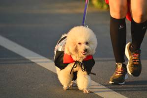 BIB: 
                            <button type="button" onclick="openModal(6418158)" class="btn btn-primary btn-sm float-right btn-popup" data-toggle="modal" data-target=".modal-high-quality">
                        <i class="fas fa-shopping-cart"></i> Add to Cart
                    </button>
                                            <button type="button" onclick="isThisMe(6418158, true)" class="btn btn-success btn-sm float-right btn-popup btn-isme hidden" data-toggle="tooltip" data-placement="bottom" title="นี่คือรูปของคุณใช่ไหม คลิกที่นี่เพื่อเอาเข้าอัลบั้ม">
                        <i class="fas fa-plus"></i> Add to album
                    </button>
                    <button type="button" onclick="isThisMe(6418158, false)" class="btn btn-warning btn-sm float-right btn-popup btn-isnotme hidden">
                        <i class="fas fa-ban"></i> Remove from album
                    </button>