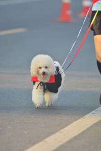 BIB: 
                            <button type="button" onclick="openModal(6417762)" class="btn btn-primary btn-sm float-right btn-popup" data-toggle="modal" data-target=".modal-high-quality">
                        <i class="fas fa-shopping-cart"></i> Add to Cart
                    </button>
                                            <button type="button" onclick="isThisMe(6417762, true)" class="btn btn-success btn-sm float-right btn-popup btn-isme hidden" data-toggle="tooltip" data-placement="bottom" title="นี่คือรูปของคุณใช่ไหม คลิกที่นี่เพื่อเอาเข้าอัลบั้ม">
                        <i class="fas fa-plus"></i> Add to album
                    </button>
                    <button type="button" onclick="isThisMe(6417762, false)" class="btn btn-warning btn-sm float-right btn-popup btn-isnotme hidden">
                        <i class="fas fa-ban"></i> Remove from album
                    </button>