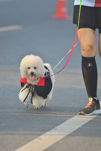 BIB: 
                            <button type="button" onclick="openModal(6417766)" class="btn btn-primary btn-sm float-right btn-popup" data-toggle="modal" data-target=".modal-high-quality">
                        <i class="fas fa-shopping-cart"></i> Add to Cart
                    </button>
                                            <button type="button" onclick="isThisMe(6417766, true)" class="btn btn-success btn-sm float-right btn-popup btn-isme hidden" data-toggle="tooltip" data-placement="bottom" title="นี่คือรูปของคุณใช่ไหม คลิกที่นี่เพื่อเอาเข้าอัลบั้ม">
                        <i class="fas fa-plus"></i> Add to album
                    </button>
                    <button type="button" onclick="isThisMe(6417766, false)" class="btn btn-warning btn-sm float-right btn-popup btn-isnotme hidden">
                        <i class="fas fa-ban"></i> Remove from album
                    </button>