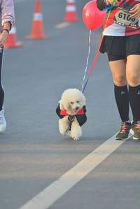 BIB: 6106
                            <button type="button" onclick="openModal(6404264)" class="btn btn-primary btn-sm float-right btn-popup" data-toggle="modal" data-target=".modal-high-quality">
                        <i class="fas fa-shopping-cart"></i> Add to Cart
                    </button>
                                            <button type="button" onclick="isThisMe(6404264, true)" class="btn btn-success btn-sm float-right btn-popup btn-isme hidden" data-toggle="tooltip" data-placement="bottom" title="นี่คือรูปของคุณใช่ไหม คลิกที่นี่เพื่อเอาเข้าอัลบั้ม">
                        <i class="fas fa-plus"></i> Add to album
                    </button>
                    <button type="button" onclick="isThisMe(6404264, false)" class="btn btn-warning btn-sm float-right btn-popup btn-isnotme hidden">
                        <i class="fas fa-ban"></i> Remove from album
                    </button>