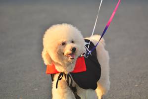 BIB: 
                            <button type="button" onclick="openModal(6417801)" class="btn btn-primary btn-sm float-right btn-popup" data-toggle="modal" data-target=".modal-high-quality">
                        <i class="fas fa-shopping-cart"></i> Add to Cart
                    </button>
                                            <button type="button" onclick="isThisMe(6417801, true)" class="btn btn-success btn-sm float-right btn-popup btn-isme hidden" data-toggle="tooltip" data-placement="bottom" title="นี่คือรูปของคุณใช่ไหม คลิกที่นี่เพื่อเอาเข้าอัลบั้ม">
                        <i class="fas fa-plus"></i> Add to album
                    </button>
                    <button type="button" onclick="isThisMe(6417801, false)" class="btn btn-warning btn-sm float-right btn-popup btn-isnotme hidden">
                        <i class="fas fa-ban"></i> Remove from album
                    </button>