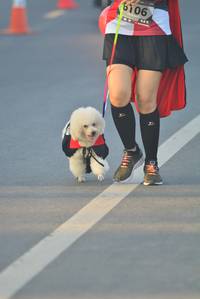 BIB: 6106
                            <button type="button" onclick="openModal(6417759)" class="btn btn-primary btn-sm float-right btn-popup" data-toggle="modal" data-target=".modal-high-quality">
                        <i class="fas fa-shopping-cart"></i> Add to Cart
                    </button>
                                            <button type="button" onclick="isThisMe(6417759, true)" class="btn btn-success btn-sm float-right btn-popup btn-isme hidden" data-toggle="tooltip" data-placement="bottom" title="นี่คือรูปของคุณใช่ไหม คลิกที่นี่เพื่อเอาเข้าอัลบั้ม">
                        <i class="fas fa-plus"></i> Add to album
                    </button>
                    <button type="button" onclick="isThisMe(6417759, false)" class="btn btn-warning btn-sm float-right btn-popup btn-isnotme hidden">
                        <i class="fas fa-ban"></i> Remove from album
                    </button>