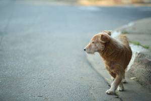 BIB: 
                            <button type="button" onclick="openModal(6452921)" class="btn btn-primary btn-sm float-right btn-popup" data-toggle="modal" data-target=".modal-high-quality">
                        <i class="fas fa-shopping-cart"></i> Add to Cart
                    </button>
                                            <button type="button" onclick="isThisMe(6452921, true)" class="btn btn-success btn-sm float-right btn-popup btn-isme hidden" data-toggle="tooltip" data-placement="bottom" title="นี่คือรูปของคุณใช่ไหม คลิกที่นี่เพื่อเอาเข้าอัลบั้ม">
                        <i class="fas fa-plus"></i> Add to album
                    </button>
                    <button type="button" onclick="isThisMe(6452921, false)" class="btn btn-warning btn-sm float-right btn-popup btn-isnotme hidden">
                        <i class="fas fa-ban"></i> Remove from album
                    </button>