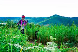 BIB: 
                            <button type="button" onclick="openModal(13221177)" class="btn btn-primary btn-sm float-right btn-popup" data-toggle="modal" data-target=".modal-high-quality">
                        <i class="fas fa-shopping-cart"></i> Add to Cart
                    </button>
                                            <button type="button" onclick="isThisMe(13221177, true)" class="btn btn-success btn-sm float-right btn-popup btn-isme hidden" data-toggle="tooltip" data-placement="bottom" title="นี่คือรูปของคุณใช่ไหม คลิกที่นี่เพื่อเอาเข้าอัลบั้ม">
                        <i class="fas fa-plus"></i> Add to album
                    </button>
                    <button type="button" onclick="isThisMe(13221177, false)" class="btn btn-warning btn-sm float-right btn-popup btn-isnotme hidden">
                        <i class="fas fa-ban"></i> Remove from album
                    </button>