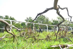 BIB: 
                            <button type="button" onclick="openModal(5204138)" class="btn btn-primary btn-sm float-right btn-popup" data-toggle="modal" data-target=".modal-high-quality">
                        <i class="fas fa-shopping-cart"></i> Add to Cart
                    </button>
                                            <button type="button" onclick="isThisMe(5204138, true)" class="btn btn-success btn-sm float-right btn-popup btn-isme hidden" data-toggle="tooltip" data-placement="bottom" title="นี่คือรูปของคุณใช่ไหม คลิกที่นี่เพื่อเอาเข้าอัลบั้ม">
                        <i class="fas fa-plus"></i> Add to album
                    </button>
                    <button type="button" onclick="isThisMe(5204138, false)" class="btn btn-warning btn-sm float-right btn-popup btn-isnotme hidden">
                        <i class="fas fa-ban"></i> Remove from album
                    </button>