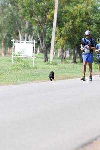 BIB: 
                            <button type="button" onclick="openModal(5227270)" class="btn btn-primary btn-sm float-right btn-popup" data-toggle="modal" data-target=".modal-high-quality">
                        <i class="fas fa-shopping-cart"></i> Add to Cart
                    </button>
                                            <button type="button" onclick="isThisMe(5227270, true)" class="btn btn-success btn-sm float-right btn-popup btn-isme hidden" data-toggle="tooltip" data-placement="bottom" title="นี่คือรูปของคุณใช่ไหม คลิกที่นี่เพื่อเอาเข้าอัลบั้ม">
                        <i class="fas fa-plus"></i> Add to album
                    </button>
                    <button type="button" onclick="isThisMe(5227270, false)" class="btn btn-warning btn-sm float-right btn-popup btn-isnotme hidden">
                        <i class="fas fa-ban"></i> Remove from album
                    </button>