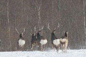 崩れかけの会社から逃げる鹿たち