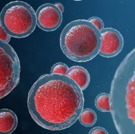 3D illustration egg cells embryo. Embryo cells with red nucleus in center. Human or animal egg cells. Medicine scientific concept. Development living organism at the cellular level under microscope.