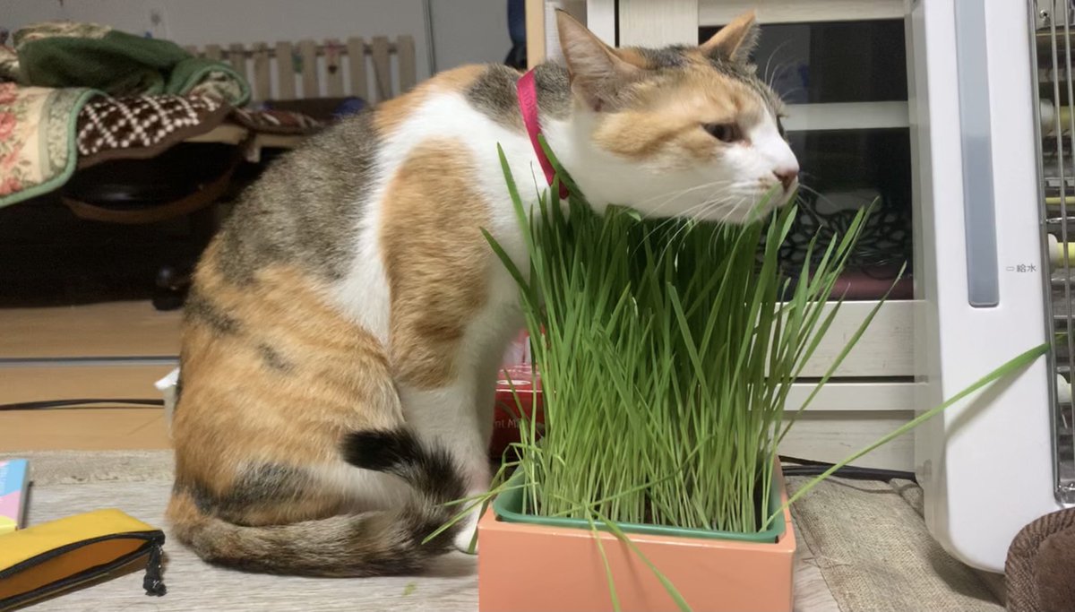 うちの猫ホントおもろい