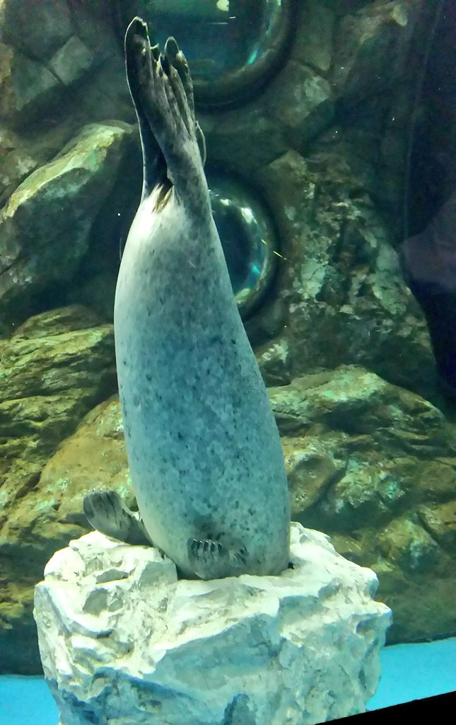 パパ「アザラシ刺さってるね」 少年「刺さってる」 パパ「何してるんだろうね」 少年「刺さってる」 