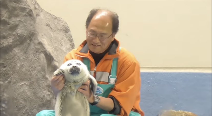 むり…バイカルアザラシの赤ちゃん可愛すぎてしんどい(飼育員おじ様も素敵かわいい)…心の中の邪気が浄化されていく…ありがとう…ありがとう… #バイカルアザラシ #TOBA_AQUARIUM