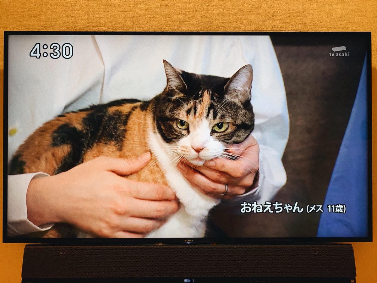 今週の建物探訪、飼い猫が可愛い上に名前が最高だった 