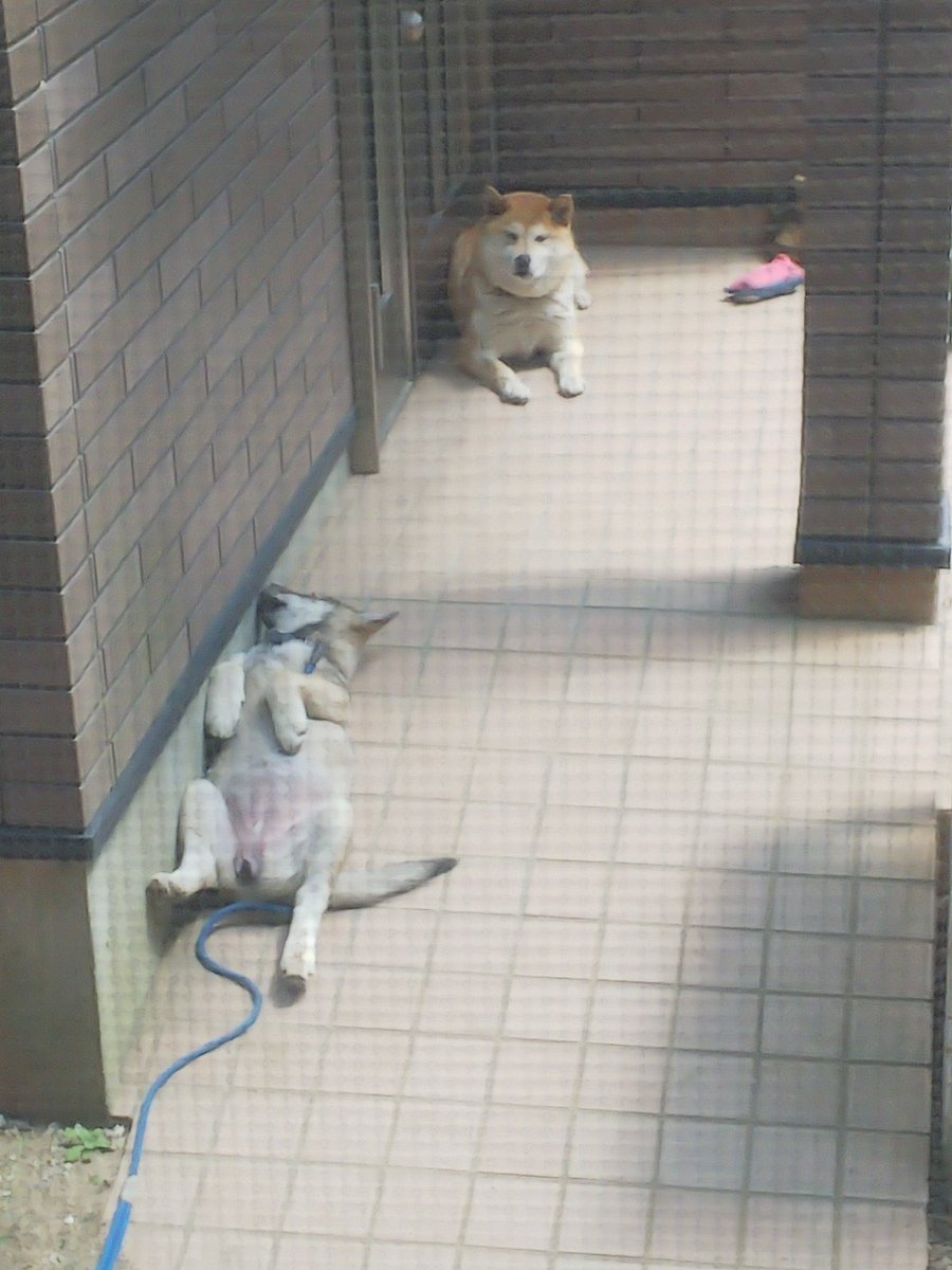 保護した犬があまりにくつろいでいるので、先住犬が困っている風景です😂 