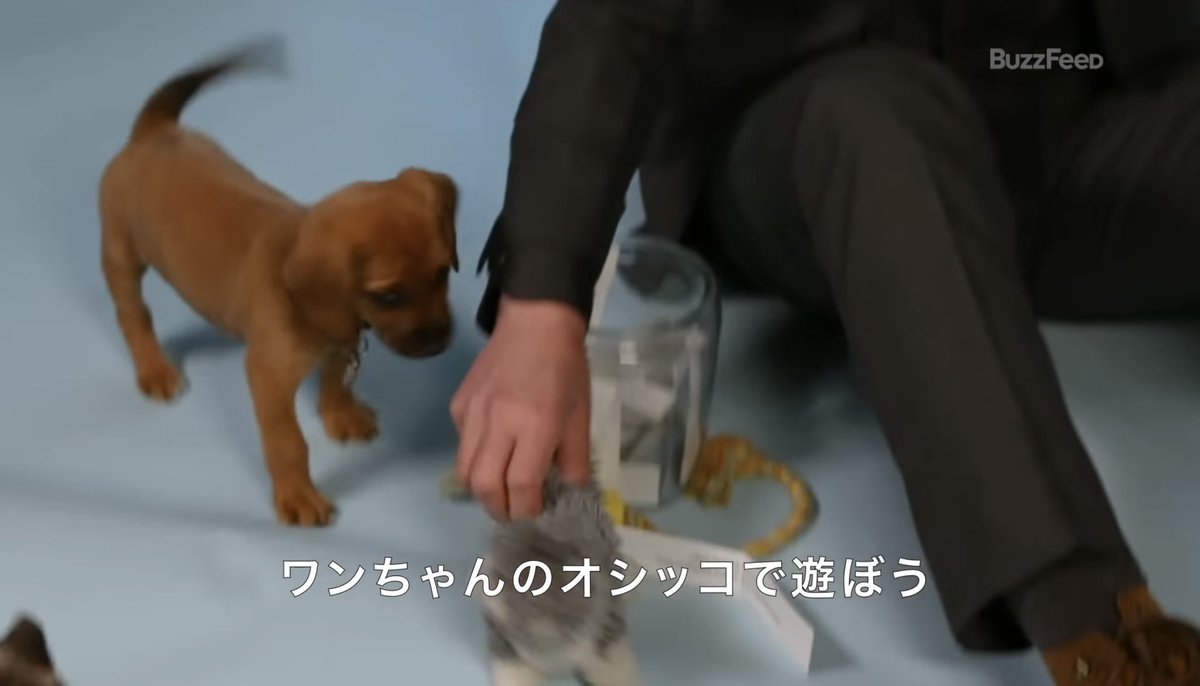 大好きな仔犬と戯れながら 急に正気に戻るキアヌ 