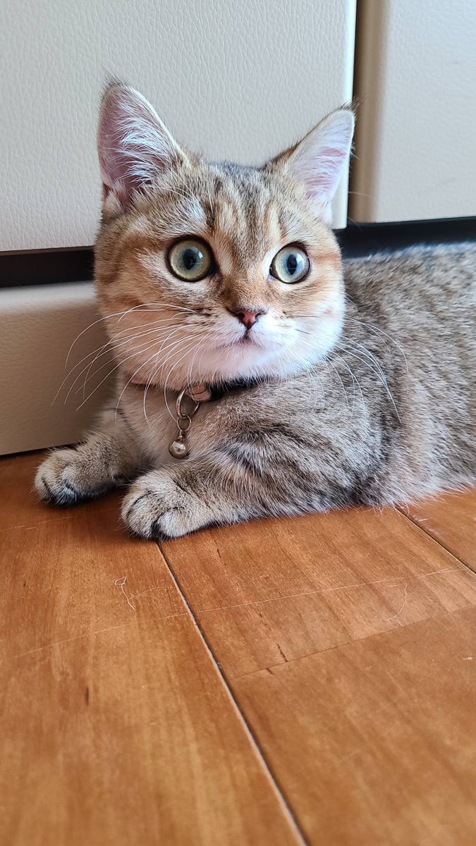 耳より短いおてて🐱🎀 