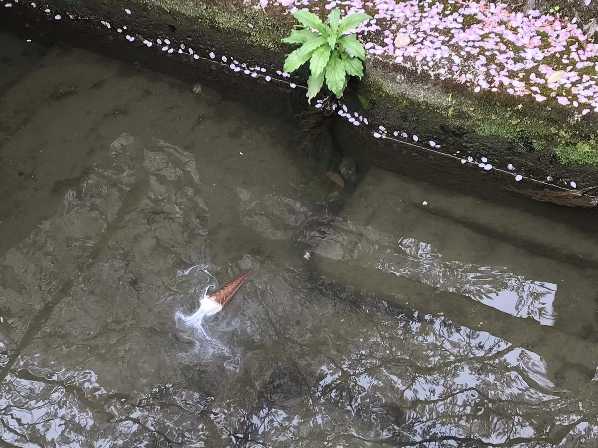 誰かの悲劇が水路を流れていった 