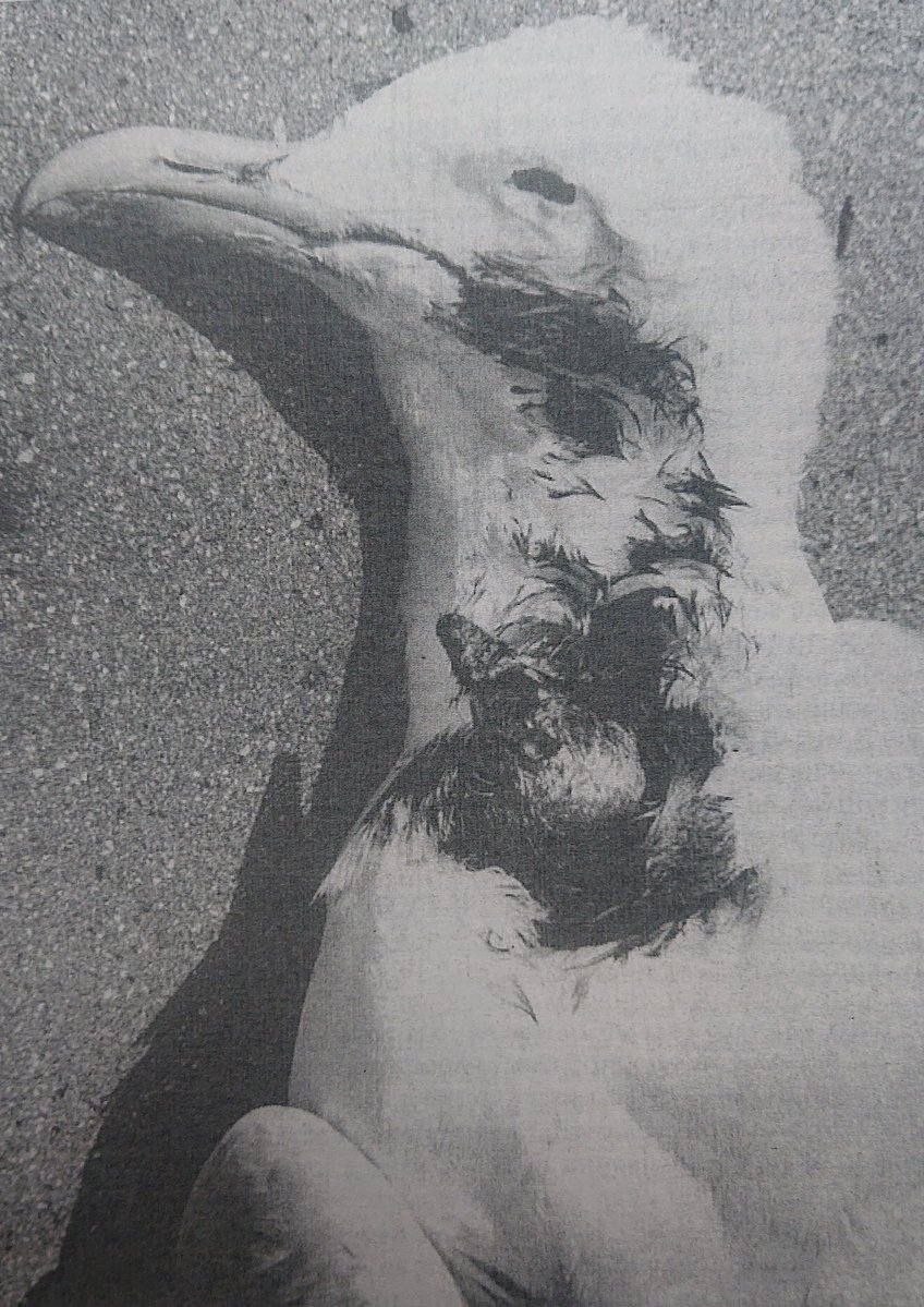  A. 自慢の前足で体に穴を空けて脱出しようとします