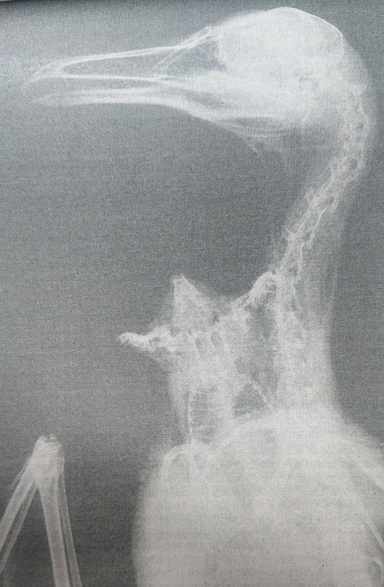 A. 自慢の前足で体に穴を空けて脱出しようとします