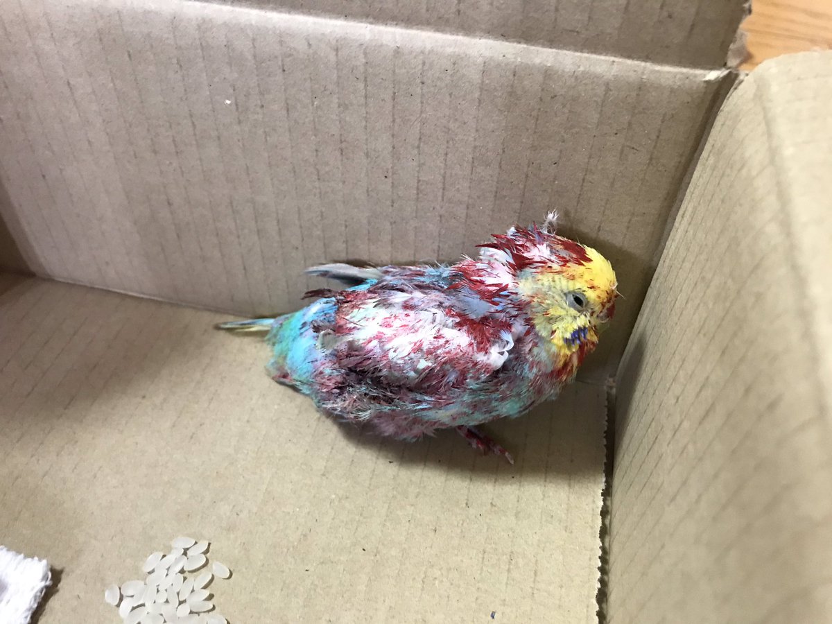  野良猫に襲われたのか、かなりの怪我を負ってます