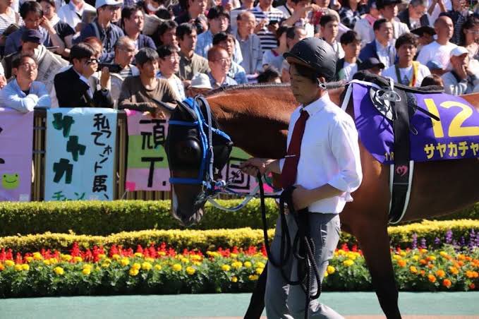 カレンチャンって新キャラ出るらしいけど、そういえばサヤカチャンとかいう馬おったん思い出したわ