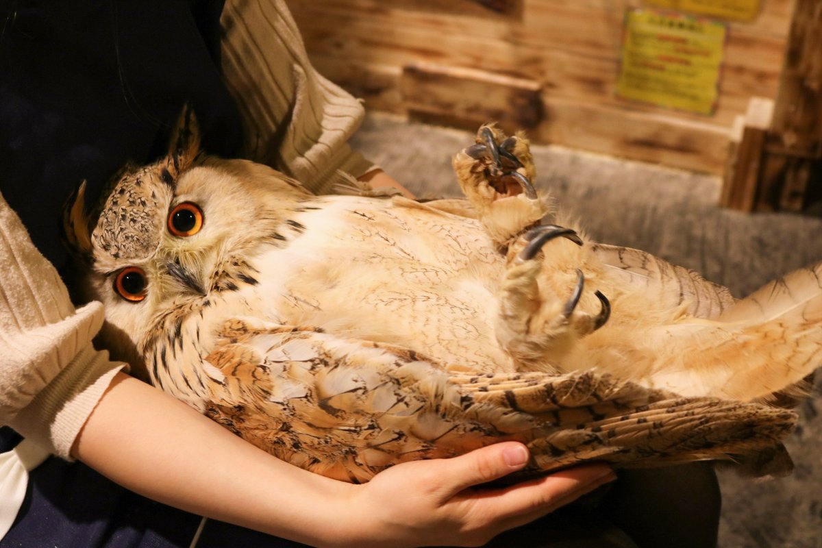 警戒心を卵の殻に置いてきたフクロウ。 