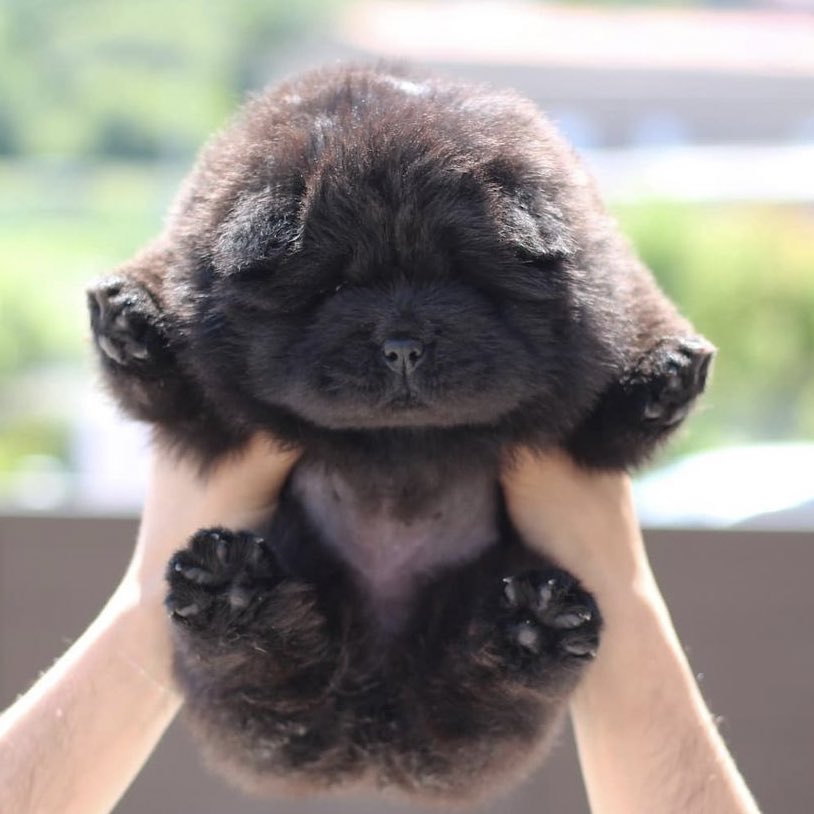 ぬいぐるみじゃん 