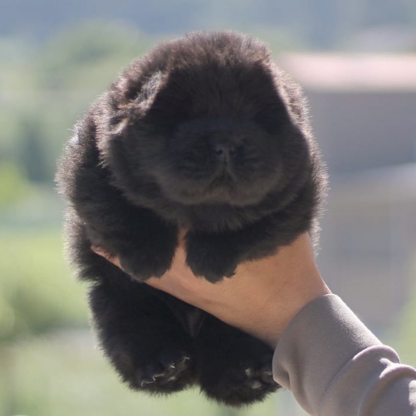 ぬいぐるみじゃん 