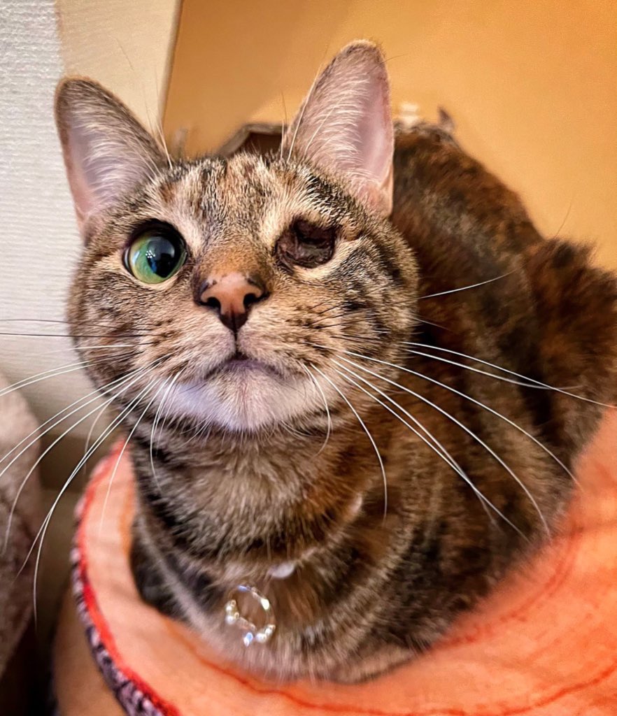 気持ち悪い猫とか言われた事あるけど めちゃくちゃ可愛くて大切な子