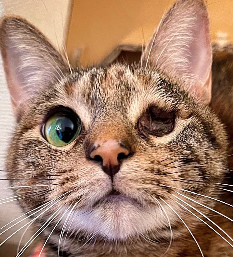 気持ち悪い猫とか言われた事あるけど めちゃくちゃ可愛くて大切な子