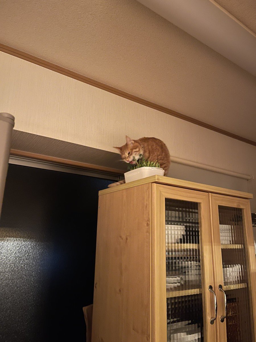 豆苗隠しておいたのが見つかったwww 