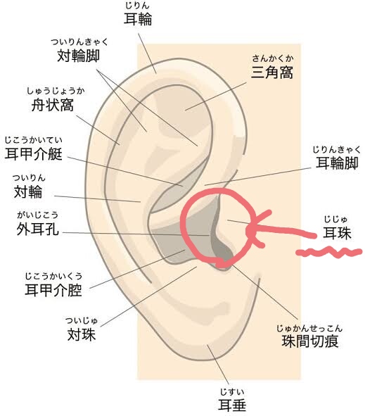 「耳のクリトリス」と呼ばれてるポイント（耳珠）があってここを舐められると少しずつ性感帯になっていく