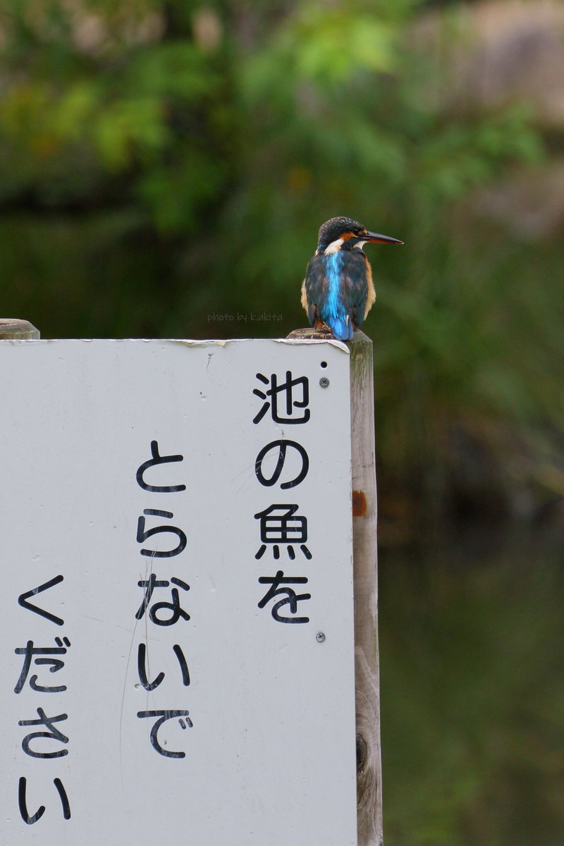 カワセミ「それは無理です」 #お気に入りの縦長画像を見せよう 