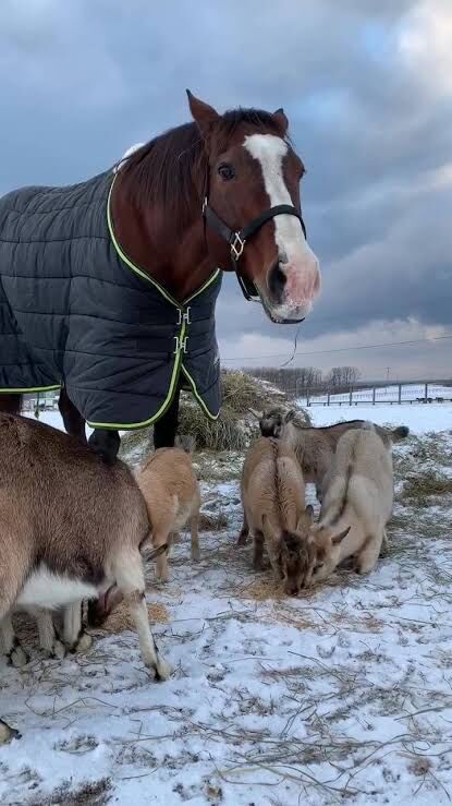 ウマ娘のドトウも可愛けど引退したあと山羊の王様になってるメイショウドトウも可愛い
