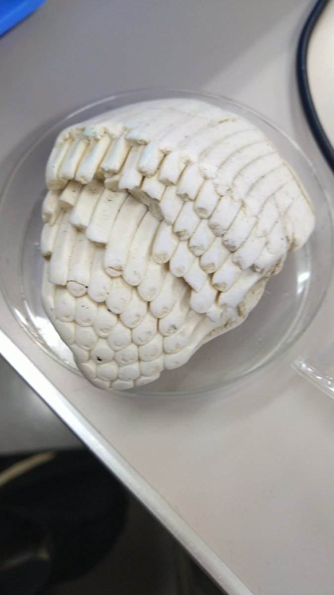  海岸で拾ったものらしく、塩酸に反応しなかったんだけど… 